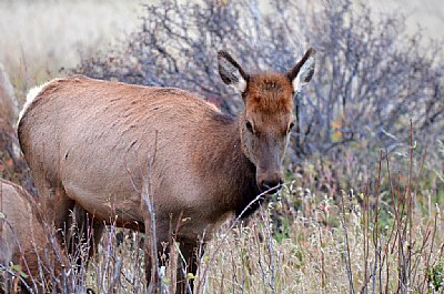 Cow Elk RMNP 2014