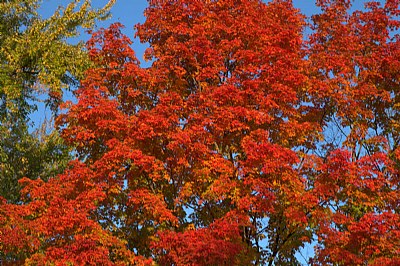 red