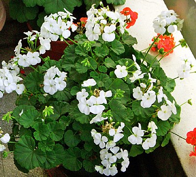 Flowers in a Balcony