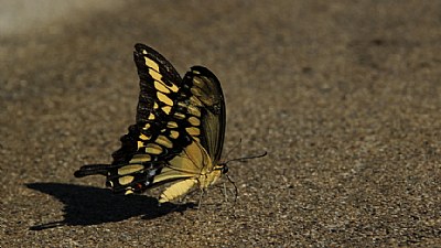 "Thirsty Swallowtail 3"