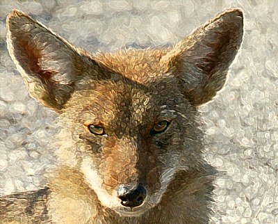 Coyote