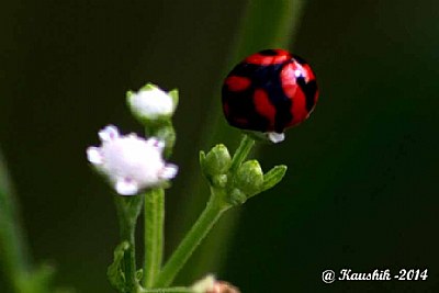 Red Tip 