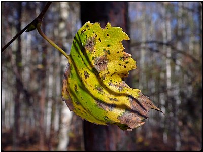 fall leaf 7