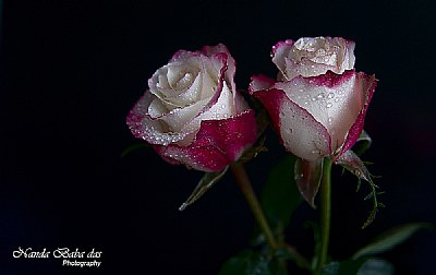 Two Roses - Love