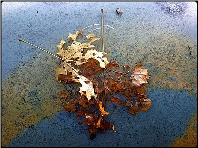 fall leaf 8