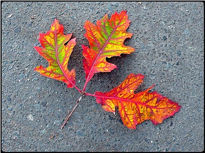 fall leaf 10