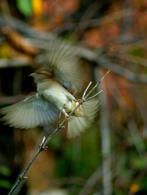 Bird flight