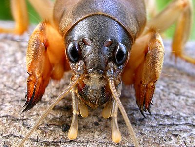 MOLE CRICKET