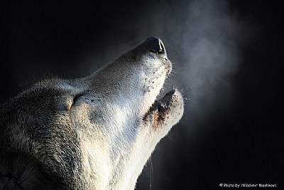 Howling Wolf.