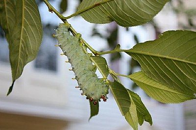 Hungry Caterpillar