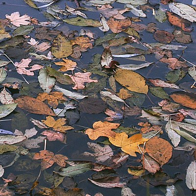 autumnal pond