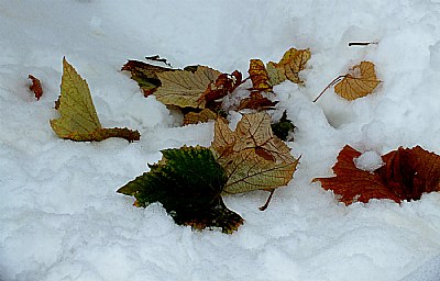 Autumn Snow