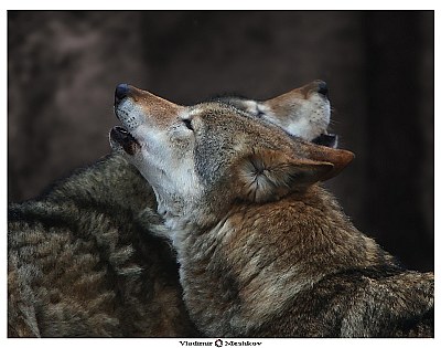 Howling Wolfs.