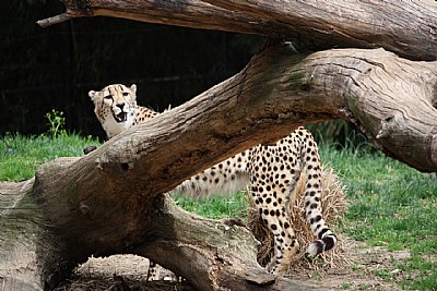 The Cheetah