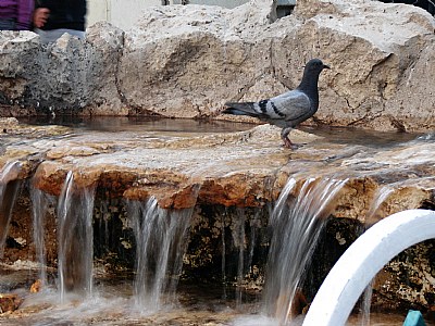 Thirsty Pigeon