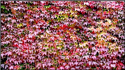 red leafwall