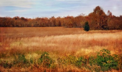 Fall in the field
