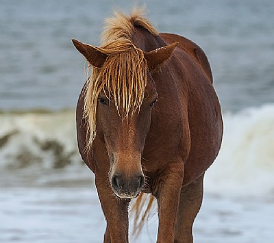 Wild Pony