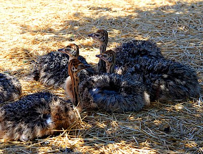 Juvenile Ostrichs