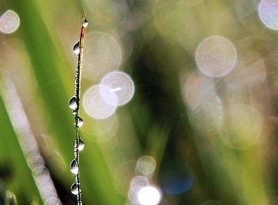 Water Drops