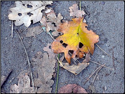 halloween leaf