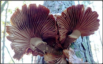 mushrooms