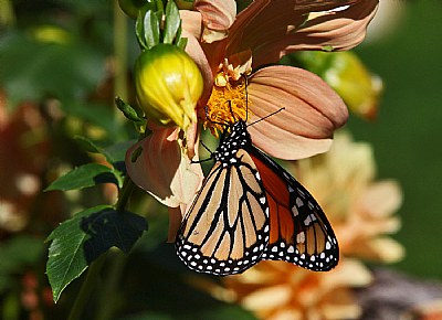 monarch and dahlia