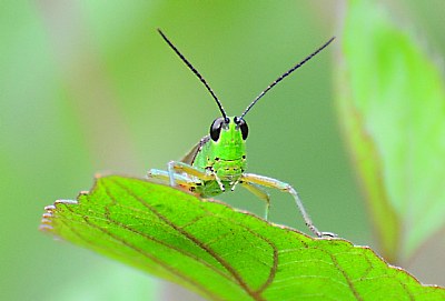 Green Beauty