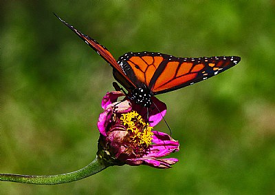 monarch and zinnia 3.