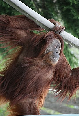 Orangutan (IV)