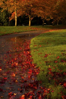 Wet  Leaves