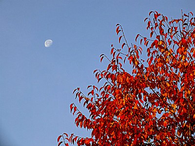Fall Moon