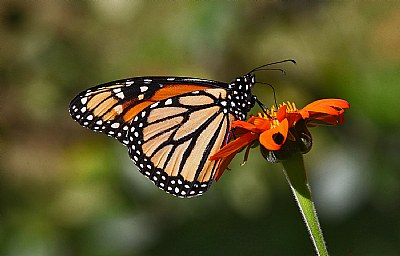  monarch 9