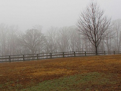 Misty Morning