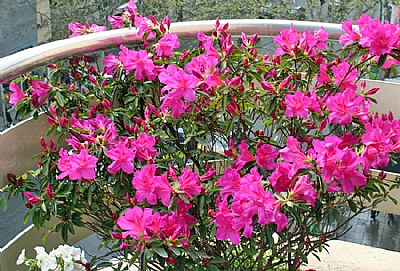 Flowers in a Balcony