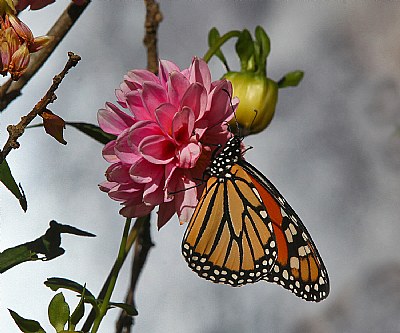 monarch 13