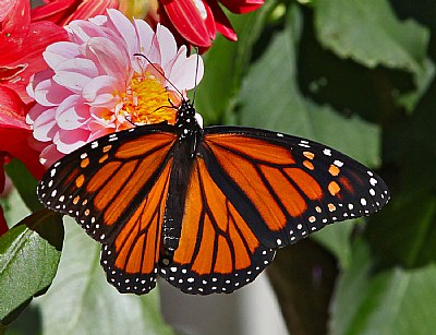 monarch 14