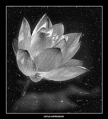 Lotus Impression