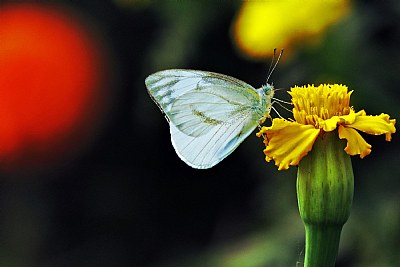 Butterfly12 
