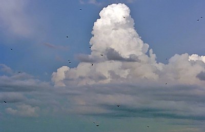 Clouds & Birds