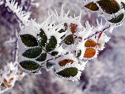 Frosted Bramble