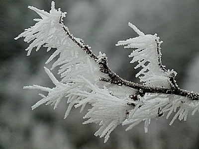 Frosty Twig