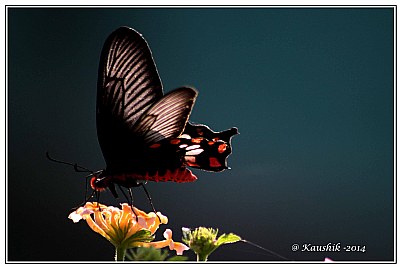 Common Rose Butterfly 