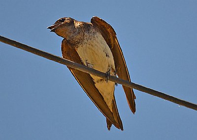 Golondrina