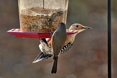 Friends at the feeder