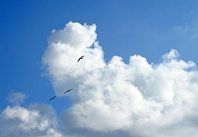 Clouds & Trio