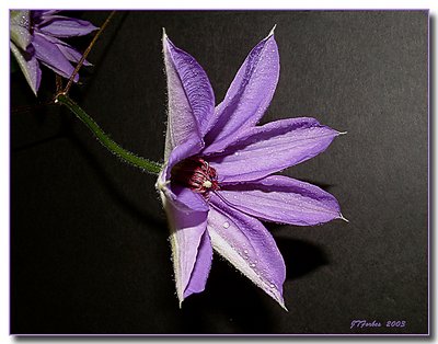 Clematis in the Morning