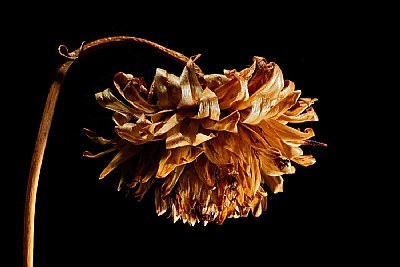 golden dahlia- bowed, but unbroken