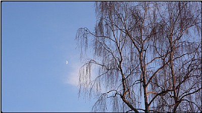 winter trees