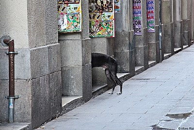 Medio perro - Half dog